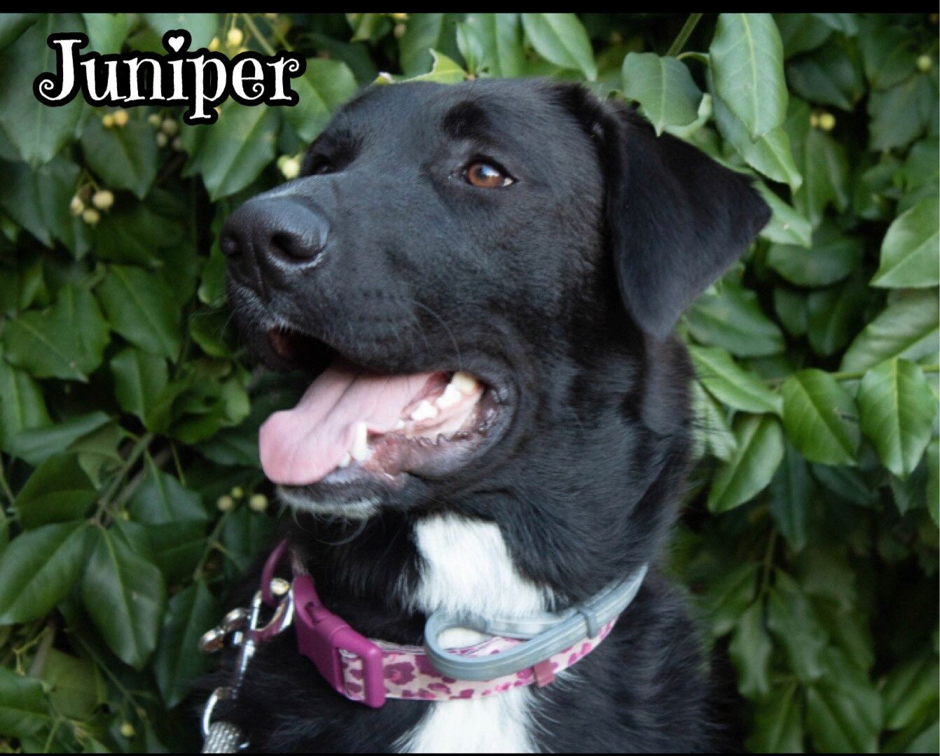 Juniper